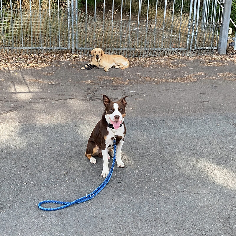 Desensibilisierung Rüden (unkastriert)