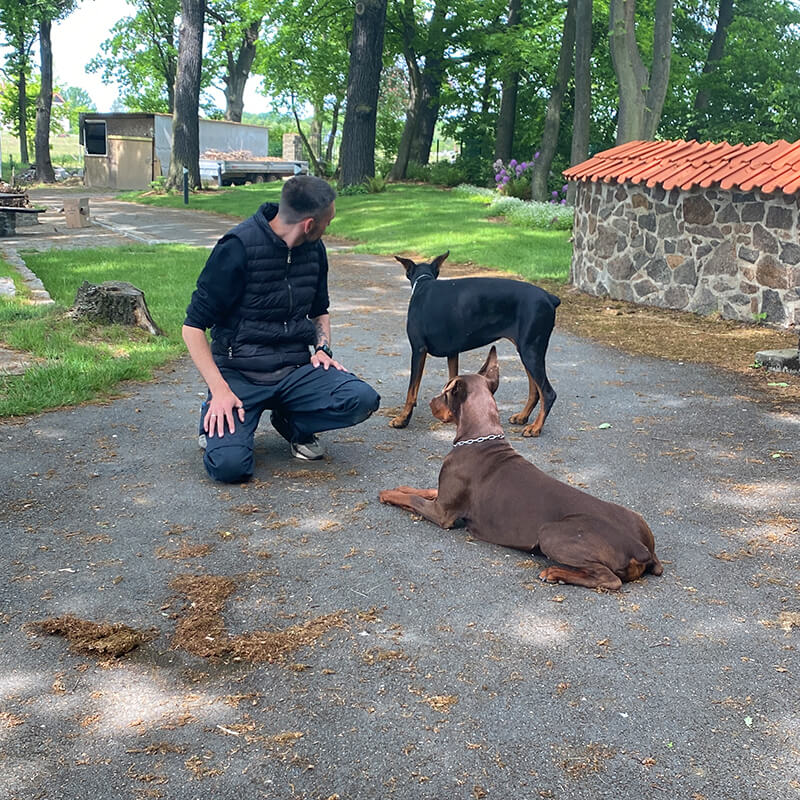 Obedience mit Dobermännern