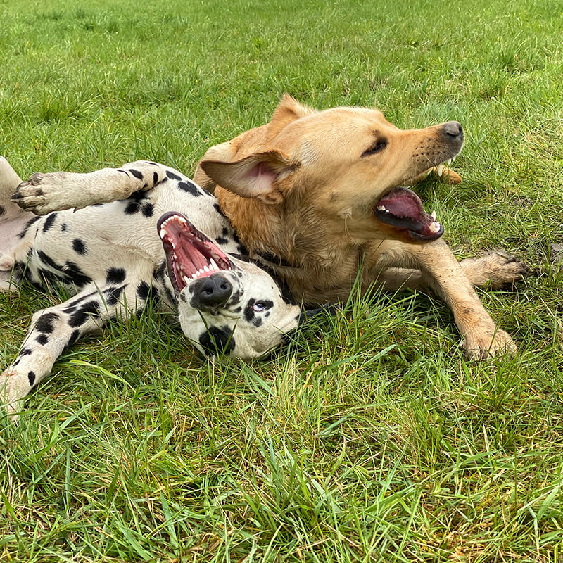 spielende Rüden (unkastriert)