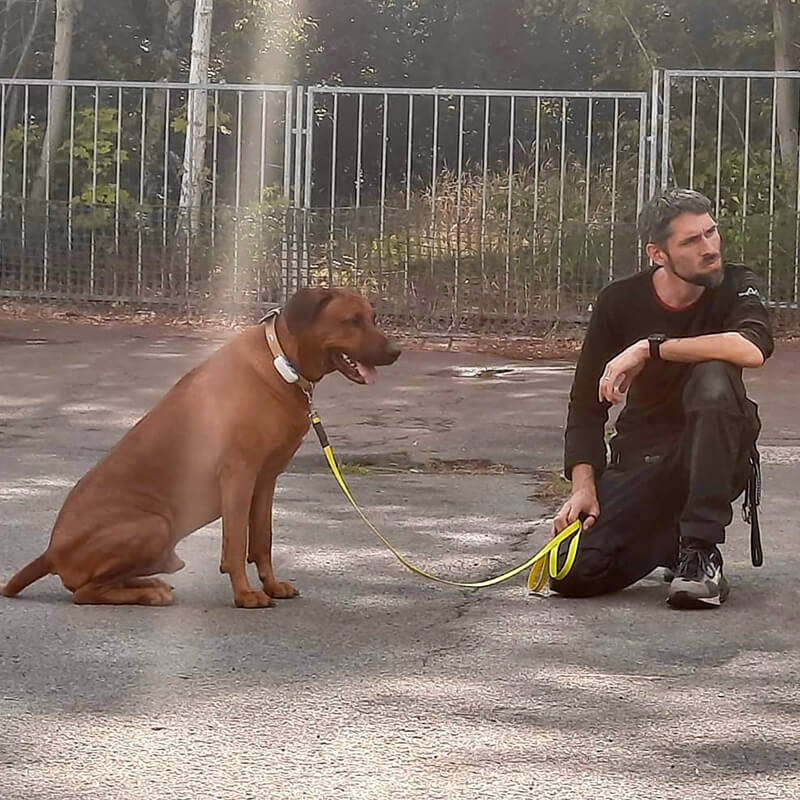 Ridgeback im Training
