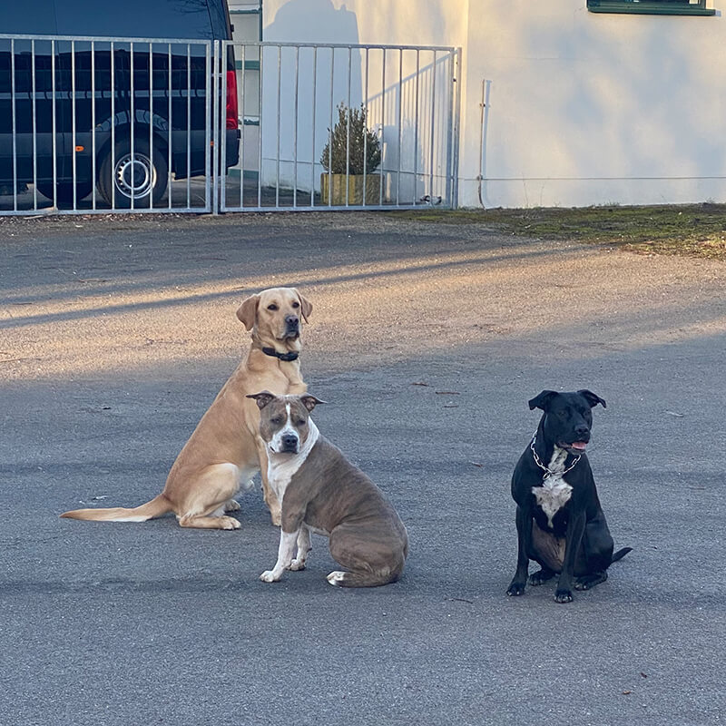 Gehorsam auf Distanz