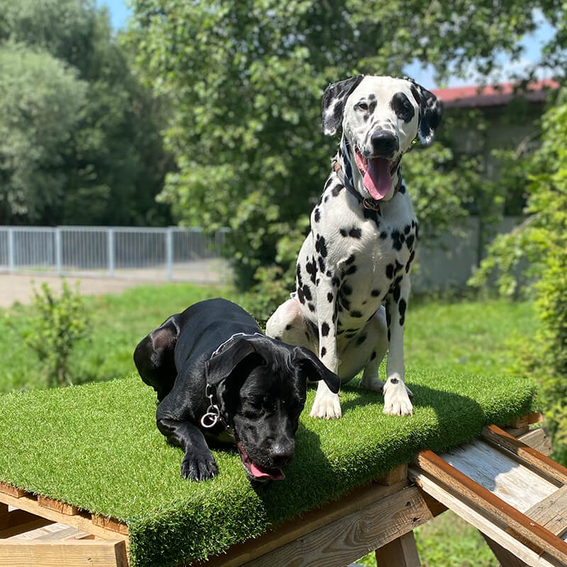 Zusammenführung Hündin und junger Rüde