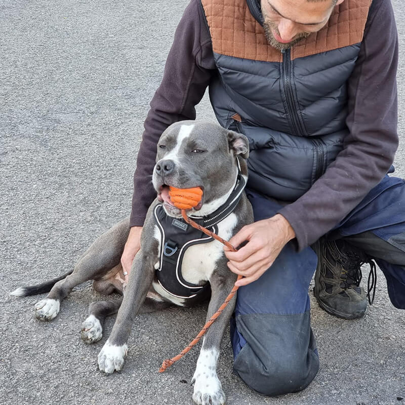 Frustrationsarbeit mit Pitbull Terrier