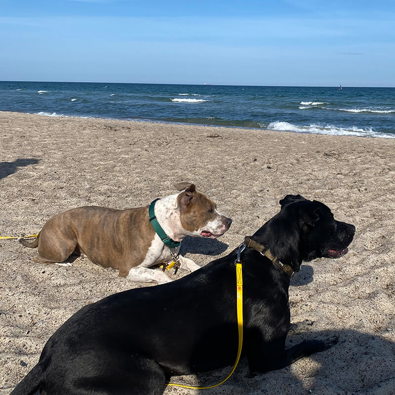 Ausflug zur Ostsee mit Hunden