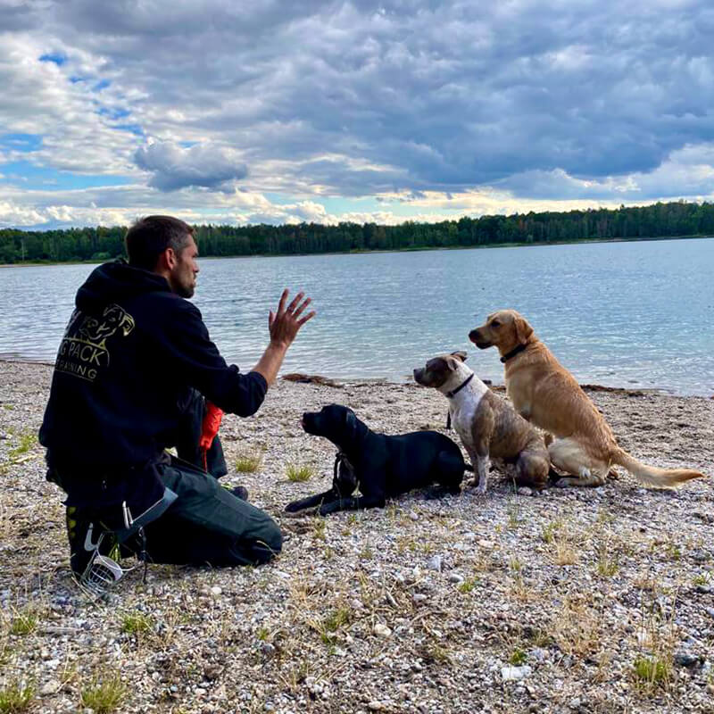 Ausflug mit Hunden am Strand